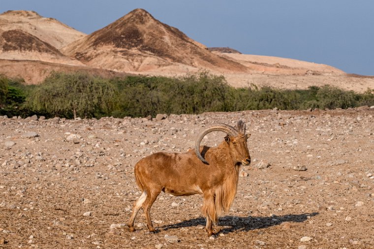 019 Sir Bani Yas.jpg